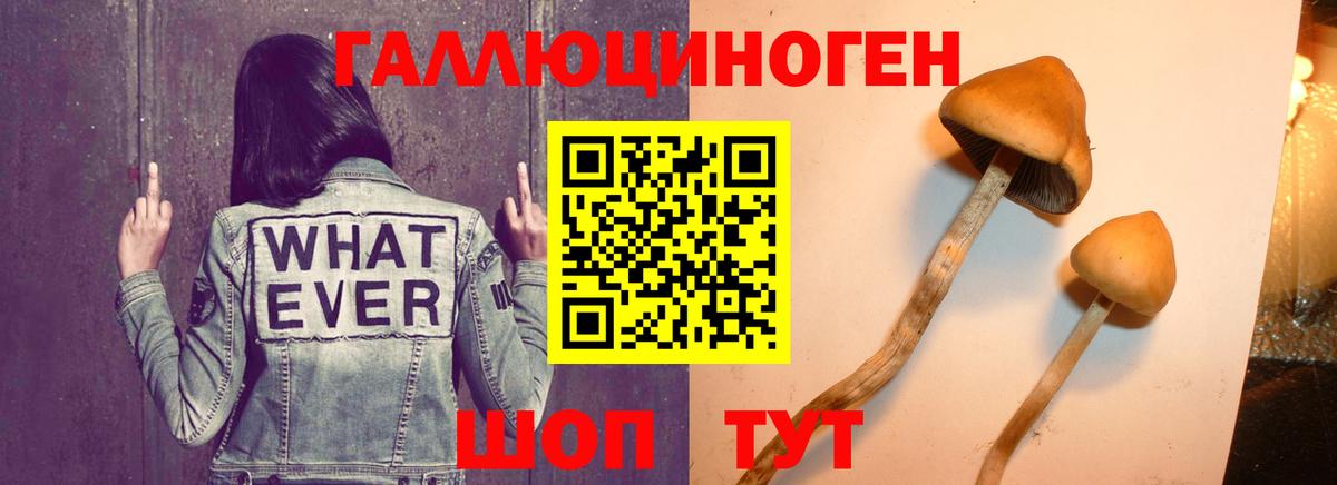 Псилоцибиновые грибы Psilocybe  Вход с VPN  Канаш 